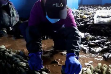 農商互聯冷鏈物流智能配送“熱”起來