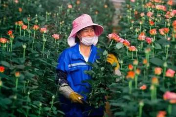 拼多多：深耕助農與出海 推動中國經濟新增長