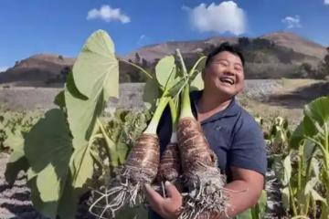 滇西農(nóng)民的村播逆襲：“老”番茄找到新生意，一年賣爆北上廣